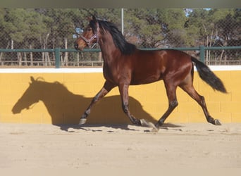 PRE Mestizo, Caballo castrado, 4 años, 160 cm, Castaño rojizo