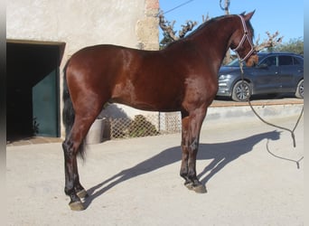 PRE Mestizo, Caballo castrado, 4 años, 160 cm, Castaño rojizo