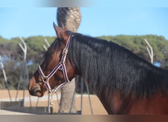 PRE Mestizo, Caballo castrado, 4 años, 160 cm, Castaño rojizo