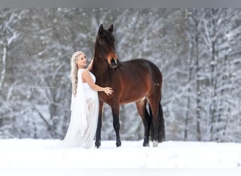 PRE, Caballo castrado, 4 años, 160 cm, Morcillo