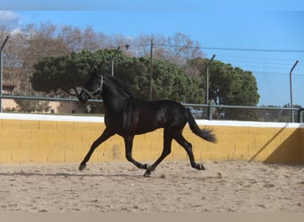 PRE Mestizo, Caballo castrado, 4 años, 160 cm, Negro