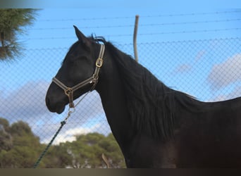 PRE Mestizo, Caballo castrado, 4 años, 160 cm, Negro