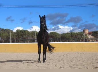 PRE Mestizo, Caballo castrado, 4 años, 160 cm, Negro