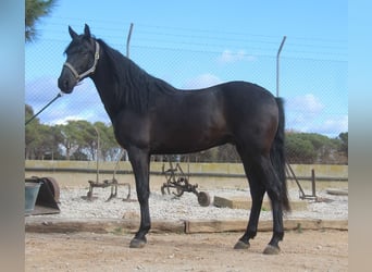 PRE Mestizo, Caballo castrado, 4 años, 160 cm, Negro