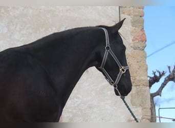 PRE Mestizo, Caballo castrado, 4 años, 160 cm, Negro