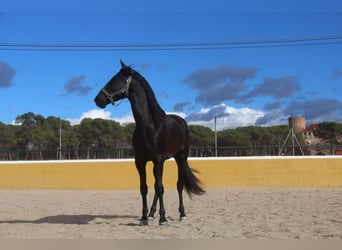 PRE Mestizo, Caballo castrado, 4 años, 160 cm, Negro