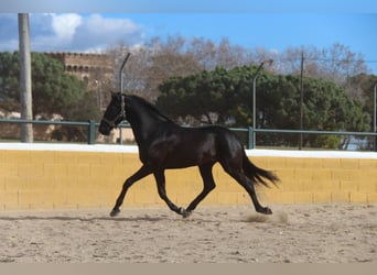 PRE Mestizo, Caballo castrado, 4 años, 160 cm, Negro