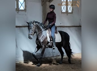 PRE Mestizo, Caballo castrado, 4 años, 160 cm, Negro