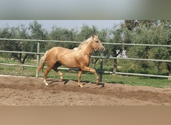 PRE, Caballo castrado, 4 años, 160 cm, Palomino