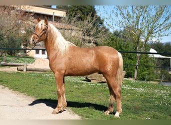 PRE Mestizo, Caballo castrado, 4 años, 160 cm, Palomino