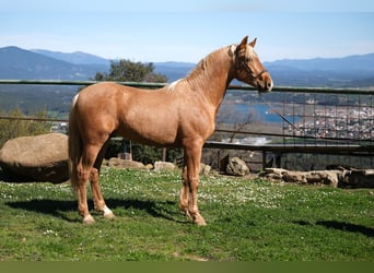 PRE Mestizo, Caballo castrado, 4 años, 160 cm, Palomino