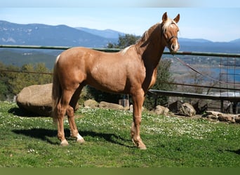 PRE Mestizo, Caballo castrado, 4 años, 160 cm, Palomino