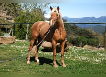 PRE Mestizo, Caballo castrado, 4 años, 160 cm, Palomino