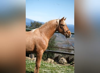 PRE Mestizo, Caballo castrado, 4 años, 160 cm, Palomino