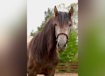 PRE, Caballo castrado, 4 años, 160 cm, Tordo