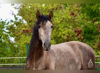 PRE, Caballo castrado, 4 años, 160 cm, Tordo
