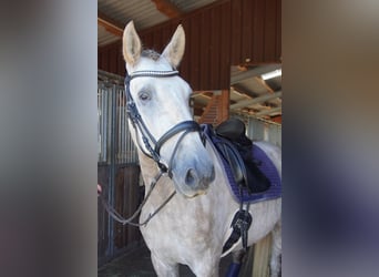 PRE Mestizo, Caballo castrado, 4 años, 160 cm, Tordo ruano