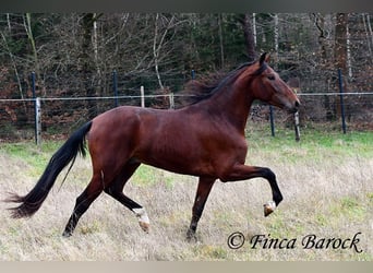 PRE, Caballo castrado, 4 años, 161 cm