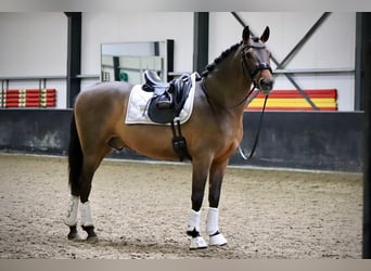 PRE Mestizo, Caballo castrado, 4 años, 161 cm, Castaño