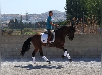 PRE Mestizo, Caballo castrado, 4 años, 161 cm, Castaño rojizo