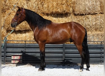 PRE Mestizo, Caballo castrado, 4 años, 161 cm, Castaño rojizo