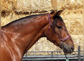 PRE Mestizo, Caballo castrado, 4 años, 161 cm, Castaño rojizo
