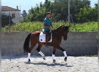 PRE Mestizo, Caballo castrado, 4 años, 161 cm, Castaño rojizo