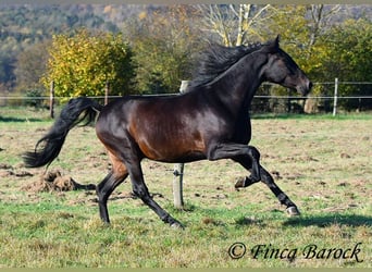 PRE Mestizo, Caballo castrado, 4 años, 161 cm, Morcillo