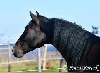 PRE Mestizo, Caballo castrado, 4 años, 161 cm, Morcillo