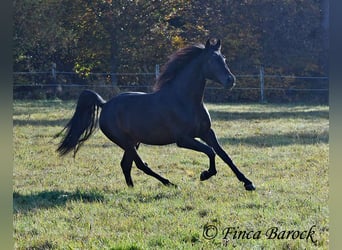 PRE Mestizo, Caballo castrado, 4 años, 161 cm, Morcillo