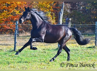 PRE Mestizo, Caballo castrado, 4 años, 161 cm, Morcillo