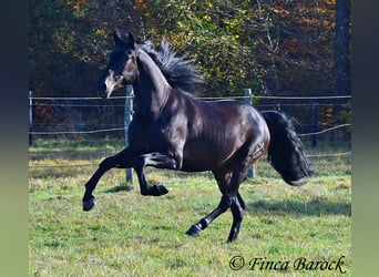 PRE Mestizo, Caballo castrado, 4 años, 161 cm, Morcillo