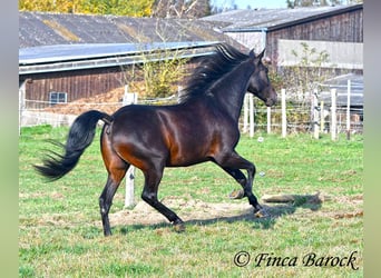 PRE Mestizo, Caballo castrado, 4 años, 161 cm, Morcillo