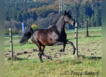 PRE Mestizo, Caballo castrado, 4 años, 161 cm, Morcillo