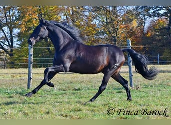 PRE Mestizo, Caballo castrado, 4 años, 161 cm, Morcillo