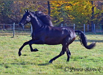 PRE Mestizo, Caballo castrado, 4 años, 161 cm, Morcillo