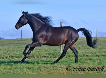 PRE Mestizo, Caballo castrado, 4 años, 161 cm, Morcillo