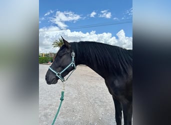 PRE Mestizo, Caballo castrado, 4 años, 161 cm, Negro