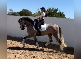 PRE Mestizo, Caballo castrado, 4 años, 161 cm, Tordo rodado