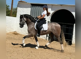 PRE Mestizo, Caballo castrado, 4 años, 161 cm, Tordo rodado