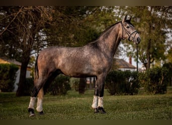 PRE Mestizo, Caballo castrado, 4 años, 161 cm, Tordo rodado