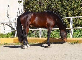 PRE, Caballo castrado, 4 años, 162 cm, Castaño