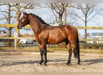 PRE Mestizo, Caballo castrado, 4 años, 162 cm, Castaño