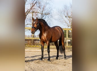 PRE Mestizo, Caballo castrado, 4 años, 162 cm, Castaño