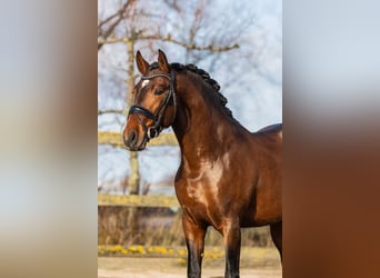 PRE Mestizo, Caballo castrado, 4 años, 162 cm, Castaño