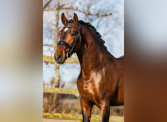 PRE Mestizo, Caballo castrado, 4 años, 162 cm, Castaño