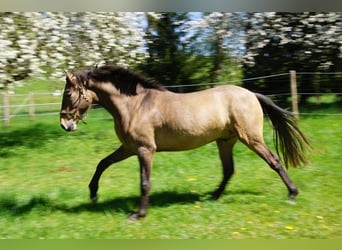 PRE, Caballo castrado, 4 años, 162 cm, Musgo marrón