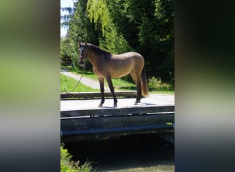 PRE, Caballo castrado, 4 años, 162 cm, Musgo marrón