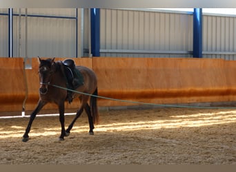 PRE, Caballo castrado, 4 años, 162 cm, Musgo marrón