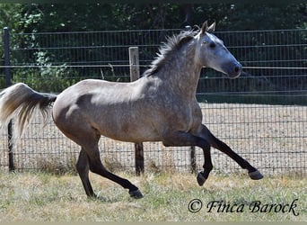 PRE Mestizo, Caballo castrado, 4 años, 162 cm, Tordo